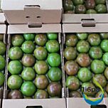СІЛІВРІ F1 / SILIVRI F1 - насіння томата (помідора), LibraSeeds