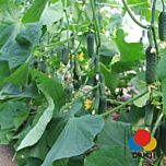 ЯГУАР F1 / JAGUAR F1 - насіння огірка, Takii Seeds