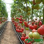 КС 240 F1 / KS 240 F1 - семена томата (помидора), Kitano Seeds
