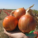 МИССИССИПИ F1 / MISSISSIPI F1 - семена лука, Seminis