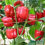 КРАСНЫЙ РЫЦАРЬ X3R F1 / RED KNIGHT X3R F1 - семена перца, Seminis
