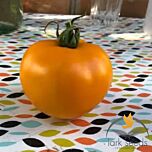 ЄЛЛОУ ПЕШЕН F1 / YELLOW PESHEN F1 - насіння томата (помідора), Spark Seeds