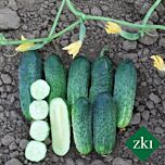 ЗКІ 104 / ZKI 104 - насіння огірка, INNOVA SEEDS