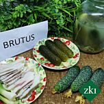 БРУТУС (ЗКІ 1506) F1 / BRUTUS (ZKI 1506) F1 - насіння огірка, INNOVA SEEDS