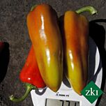 ДУЕТ F1 / DUET F1 - насіння перцю, INNOVA SEEDS