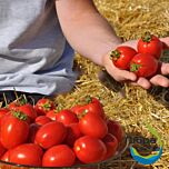 ЧЕЗЕНА F1 / CHEZENA F1 - семена томата (помидора), LibraSeeds