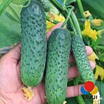 ЯГУАР F1 / JAGUAR F1 - насіння огірка, Takii Seeds