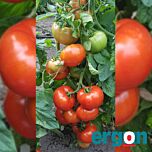 ДЖЕМ F1 / DZHEM F1 - насіння томата (помідора), Ergon Seed