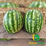 КРЫМСОН СВИТ / CRIMSON SWEET - семена арбуза, INNOVA SEEDS