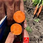 НЬЮ КУРОДА / NEW KURODA - семена моркови, Asia Seed