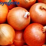 БРАТКО F1 / BRATKO F1 - насіння цибулі, Syngenta
