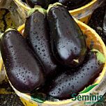 ЭПИК F1 / EPIK F1 - семена баклажана, Seminis