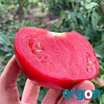 ДЖЕМ F1 / DZHEM F1 - семена томата (помидора), Ergon Seed