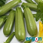 ЕС 621 F1 / ES 621 F1 - насіння кабачка, Ergon Seed