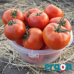 ДУАЛ ЛАРДЖ F1 / DUAL LARGE F1 - насіння томата (помідора), Ergon Seed