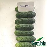 МОНИСИЯ F1 / MONISIA F1 - семена огурца, Seminis
