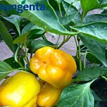 ЛЮМОС F1 / LYUMOS F1 - насіння перцю солодкого, Syngenta