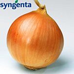 БАНКО / BANKO - насіння цибулі, Syngenta
