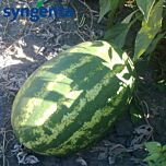 ФАРАО F1 / FARAO F1 - насіння кавуна, Syngenta