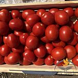 9969 F1 - насіння томата (помідора), Spark Seeds