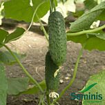 МАДИТА F1 / MADITA F1 - семена огурца, Seminis