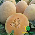 АЛІША (ІНХ 1077) F1 / INX 1077 F1 - насіння дині, INNOVA SEEDS