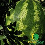 МОНРО (ІНХ 1723) F1 / MONRO (INX 1723) F1 - насіння кавуна, INNOVA SEEDS