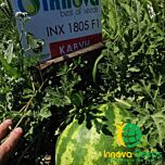 ТЕЙТУМ (ИНХ 1805) F1 / INX 1805 F1 - семена арбуза, INNOVA SEEDS