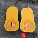 ПЛ 4110 F1 / PL 4110 F1 - насіння гарбуза, Asia Seed