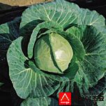 ПЛ 6126 F1 / PL 6126 F1 - насіння білоголової капусти, Asia Seed