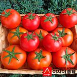 ПЛ 6212 F1 / PL 6212 F1 - насіння томата (помідора), Asia Seed