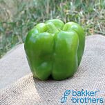 ПЛ 6727 / PL 6727 - насіння перцю, Bakker Brothers