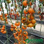 КС 97 F1 / KS 97 F1 - насіння томата (помідор), Kitano Seeds