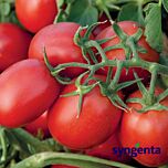 СУОМИ F1 / SUOMI F1 - семена детерминантного томата, Syngenta
