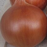 ЛАМИКА F1 / LAMYCA F1 - семена лука, Cora Seeds