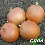 ФУНДАДОР F1 / FUNDADOR F1 - семена лука, Cora Seeds
