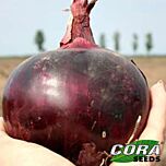 ФІАММА F1 / FIAMMA F1 - насіння цибулі, Cora Seeds