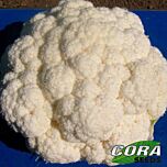 ФІЄРО F1 / FIERO F1 - насіння цвітної капусти, Cora Seeds