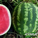 БОМБЕР F1 / BOMBER F1 - насіння кавуна, Cora Seeds