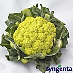 ГРІН СТОРМ F1 / GRIN STORM F1 - насіння цвітної капусти, Syngenta
