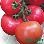 КАСАМОРІ F1 / KASAMORI F1 - насіння томата (помідора), Kitano Seeds