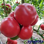 МАЛДУО F1 / MALDUO F1 - насіння томатів (помідорів), Syngenta
