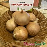 АМФОРА ГОЛД F1 / AMFORA GOLD F1 - насіння цибулі, Moravoseed