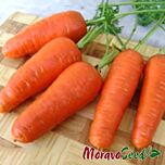 АКАТ F1 / AKAT F1 - насіння моркви, Moravoseed