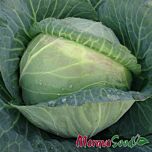 МІДОР F1 / MIDOR F1 - насіння білоголової капусти, Moravoseed