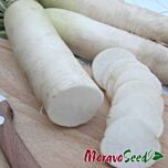 АЛАБАСТЕР F1 / ALABASTER F1 - насіння редьки, Moravoseed