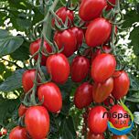 РЕДБЕРРІ F1 / REDBERRI F1 - насіння томата (помідора), LibraSeeds