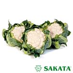 АЛСТОН F1 / ALSTON F1 - насіння цвітної капусти, Sakata