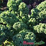 КАПРАЛ / KAPRAL - капуста листова, Moravoseed