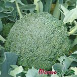 ЛІМБА / LIMBA - насіння капусти броколі, Moravoseed